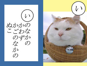 070928-nekokaruda1