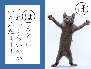 070928-nekokaruda3